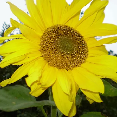 Apartamento Muschelkorb